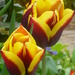 More tulips by lellie