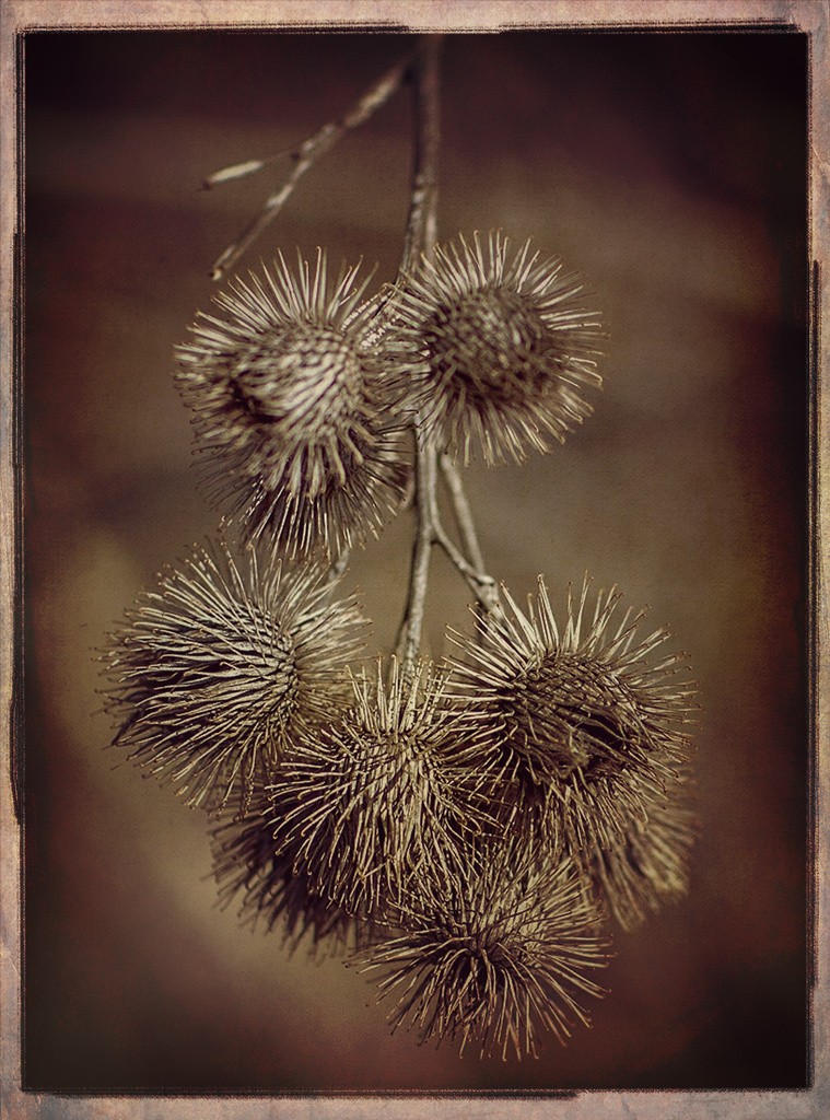 Thistle seeds Vintage Look by gardencat