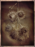 12th Apr 2014 - Thistle seeds Vintage Look