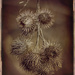 Thistle seeds Vintage Look by gardencat