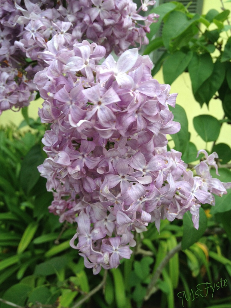 Lilacs! by msfyste