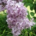 Lilacs! by msfyste