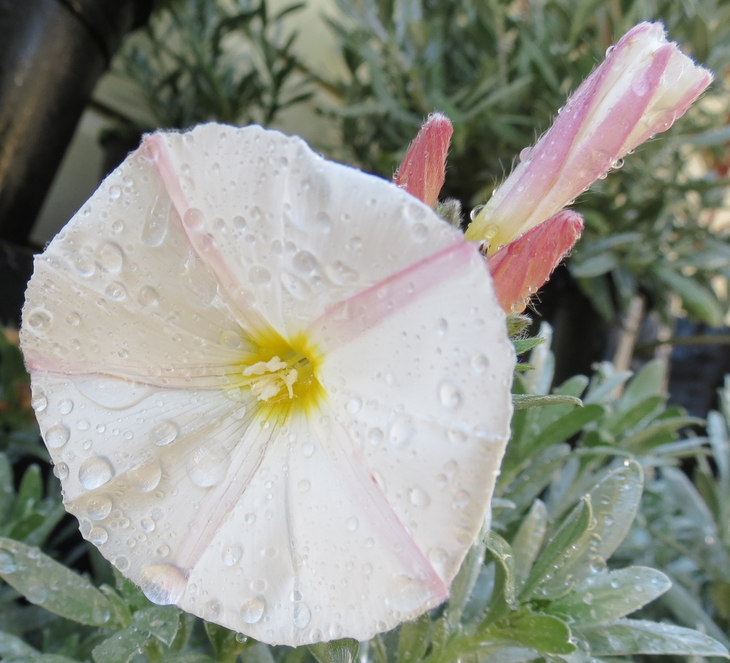 Raindrops - day 4 by kiwiflora