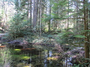 12th Apr 2014 - Forest Pond