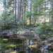 Forest Pond by pamelaf