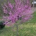 Love my redbud tree in full bloom by graceratliff