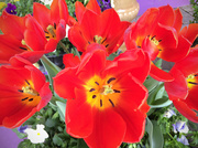 12th Apr 2014 - Red Tulips For Bun