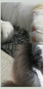 12th Apr 2014 - Cats close-up...
