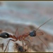 bull ant by dianeburns