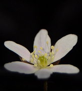 12th Apr 2014 - wood flower