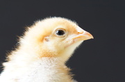12th Apr 2014 - EARS A CHICK