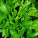 Day 101:  Parsley by sheilalorson
