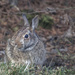Floopsie Bunny by gardencat