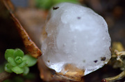 12th Apr 2014 - hail stone