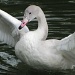 The swan. by maggie2