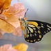 White Caper Butterfly by leestevo