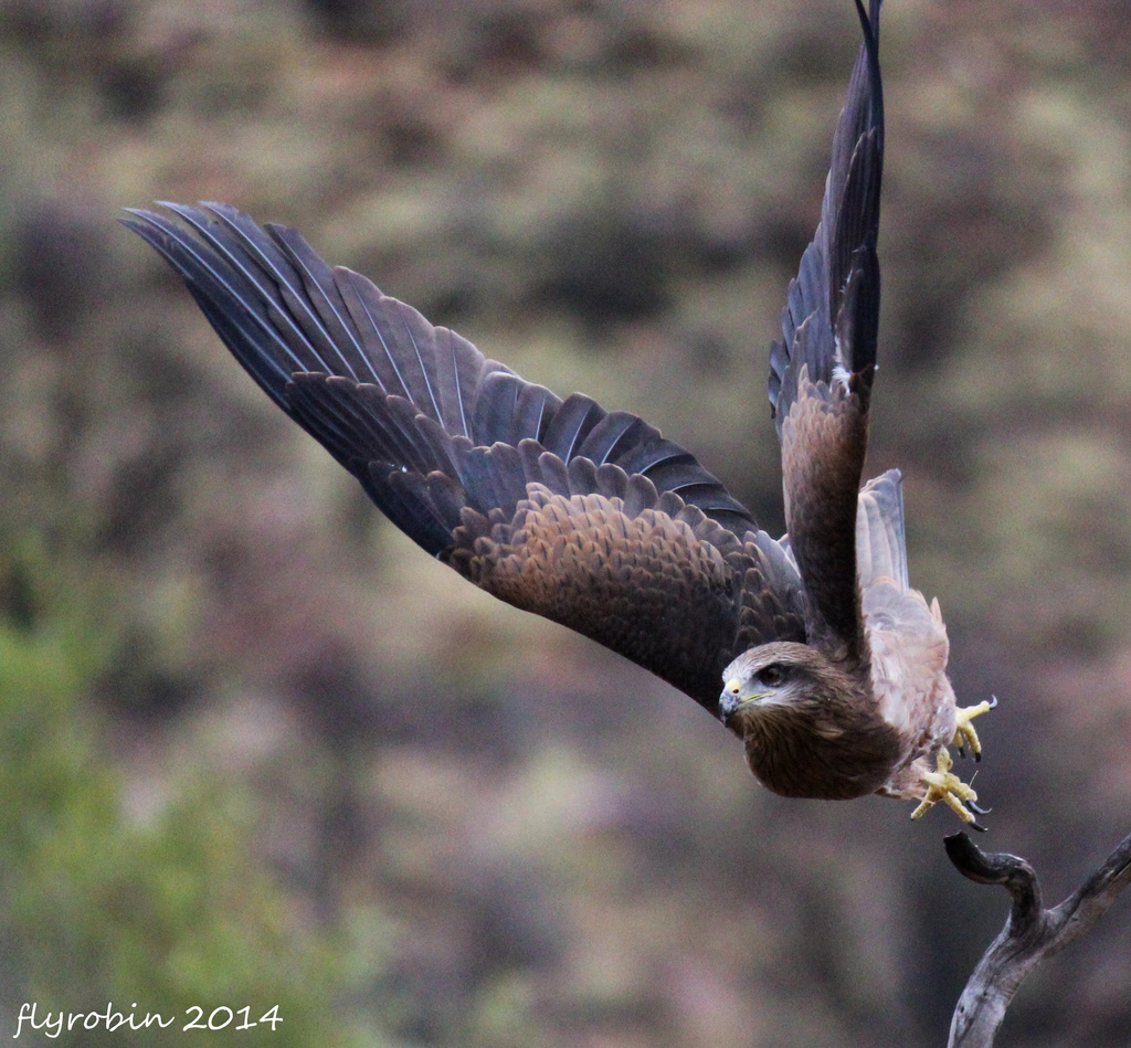 Hawk take off by flyrobin