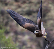 12th Apr 2014 - Hawk take off