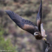 Hawk take off by flyrobin