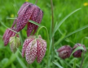 13th Apr 2014 - fritillaries in my favourite colour