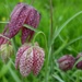 fritillaries in my favourite colour by quietpurplehaze