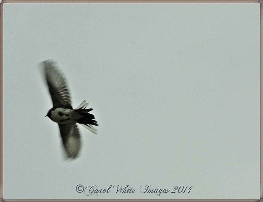 Pied Wagtail In Flight by carolmw