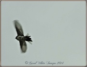 13th Apr 2014 - Pied Wagtail In Flight