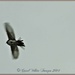 Pied Wagtail In Flight by carolmw