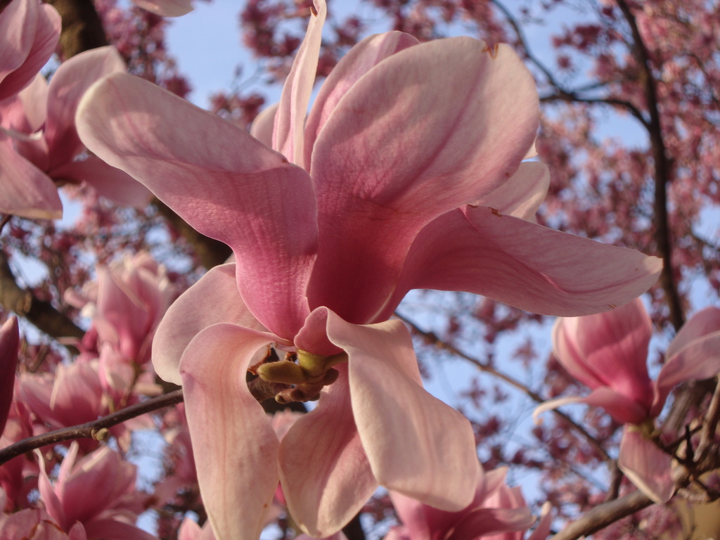 Magnnolia blossom by mcsiegle