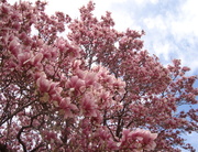 11th Apr 2014 - Magnolia tree