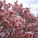 Magnolia tree by mcsiegle