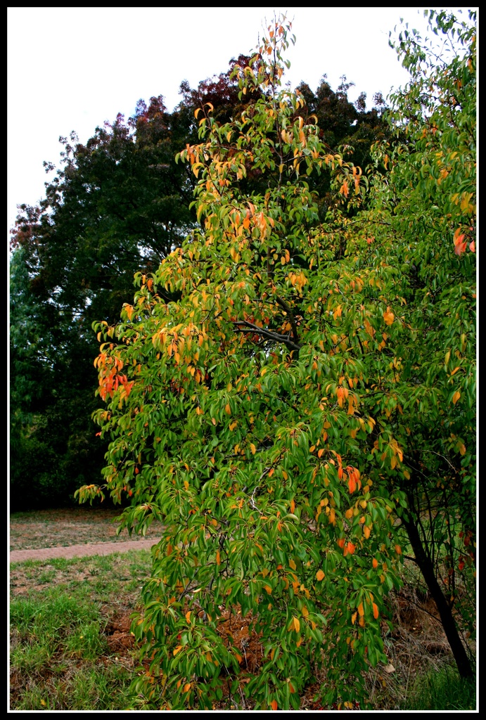 Autumn colours by cruiser
