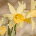 Golden Daffodils by lisabell