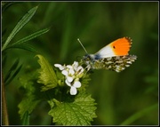 13th Apr 2014 - Orange tipped butterfly
