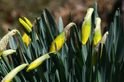 13th Apr 2014 - My daffodils are starting to bloom