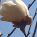 White flower blue sky by pfaith7