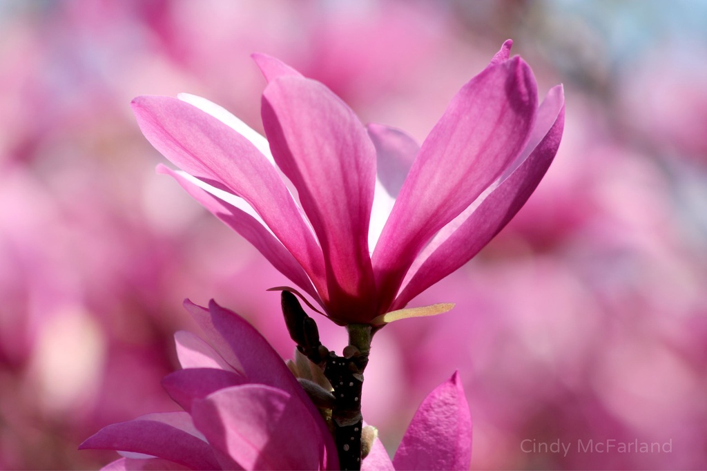 Mauvy Magnolias by cindymc