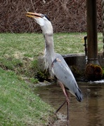 13th Apr 2014 - Heron swallowing a fish