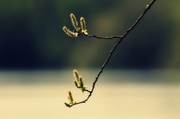 13th Apr 2014 - Branching out