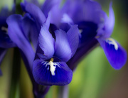 11th Apr 2014 - Little Iris