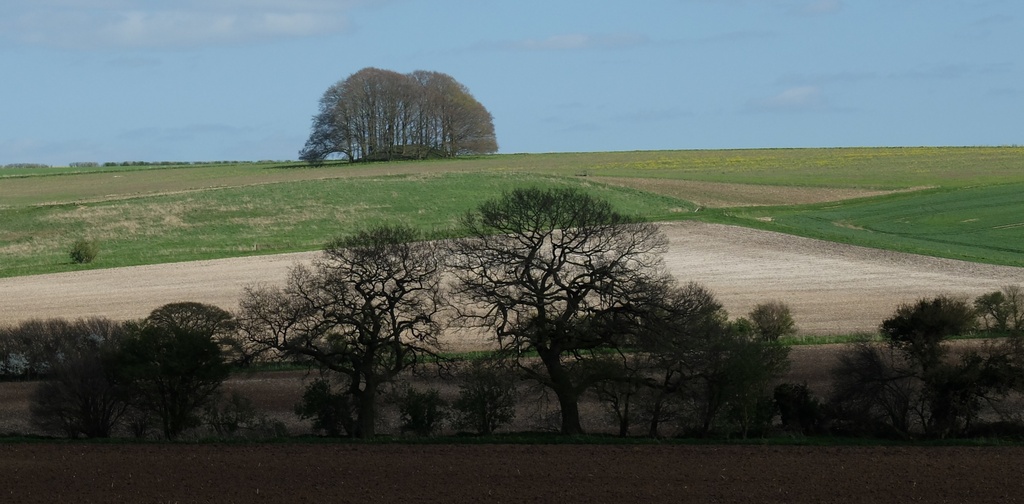 a Wiltshire landscape..... by quietpurplehaze