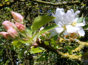 13th Apr 2014 - The first buds on the apple tree.....