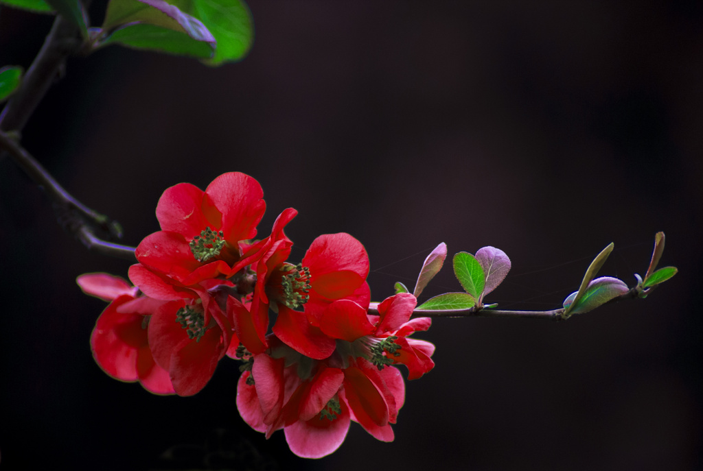 Quince by shepherdmanswife