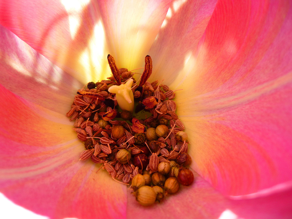 Seeds In A Tulip by stephomy
