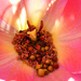 Seeds In A Tulip by stephomy