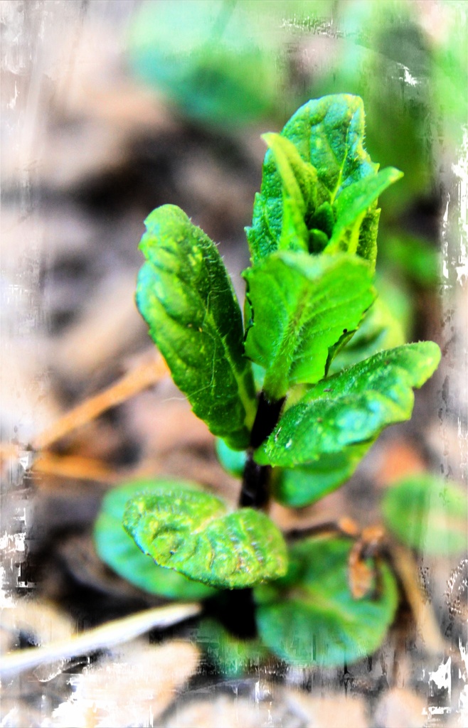 The Mint Is Blooming by digitalrn