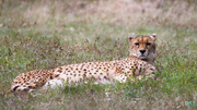 13th Apr 2014 - Cheetah