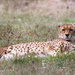 Cheetah by leonbuys83