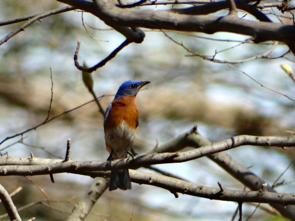 Eastern Bluebird by khawbecker