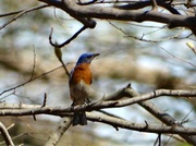 13th Apr 2014 - Eastern Bluebird